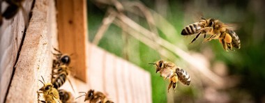 Essaims d’abeilles chez votre voisin :